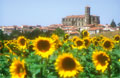 Montr&eacute;al tournesols